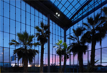 Photo:Garden "Beach" with palms (Mexican Washington palm).